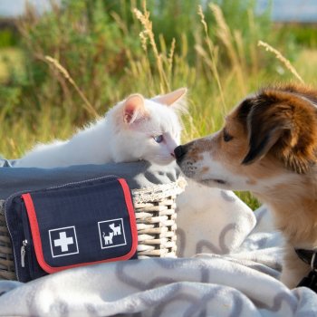 Pet Care Verbandtasche HOLTHAUS für Katzen und Hunde mit 28 Füllteilen
